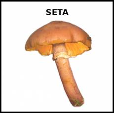 SETA - Foto