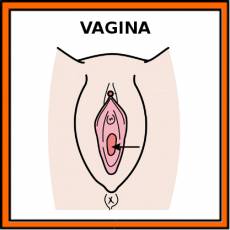 VAGINA - Pictograma (color)