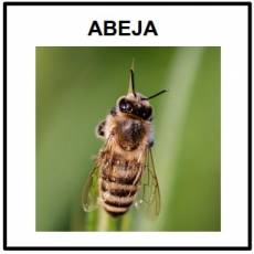 ABEJA - Foto