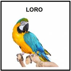 LORO - Foto