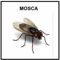 MOSCA - Foto