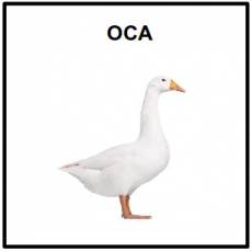 OCA - Foto