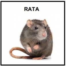 RATA - Foto
