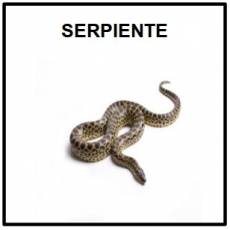 SERPIENTE - Foto