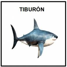 TIBURÓN (ANIMAL) - Foto