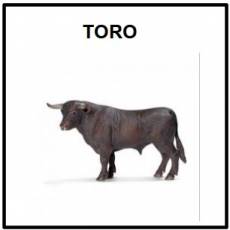 TORO - Foto
