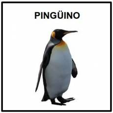 PINGÜINO - Foto