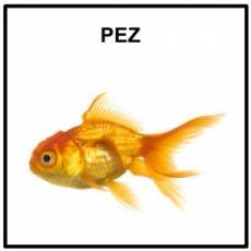 PEZ - Foto