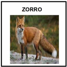 ZORRO - Foto