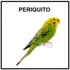 PERIQUITO - Foto