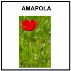 AMAPOLA - Foto