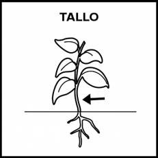 TALLO - Pictograma (blanco y negro)