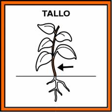 TALLO - Pictograma (color)
