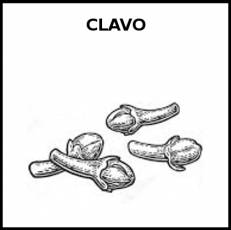 CLAVO (ESPECIA) - Pictograma (blanco y negro)