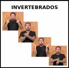 INVERTEBRADOS - Signo