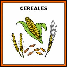 CEREALES - Pictograma (color)