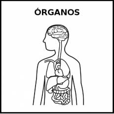 ÓRGANOS - Pictograma (blanco y negro)