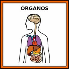 ÓRGANOS - Pictograma (color)