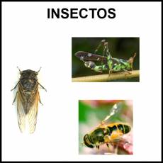 INSECTOS - Foto