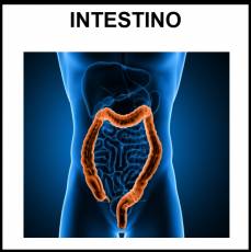 INTESTINO - Foto