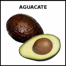 AGUACATE - Foto
