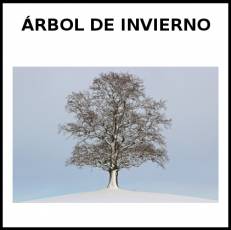 ÁRBOL DE INVIERNO - Foto