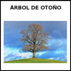 ÁRBOL DE OTOÑO - Foto