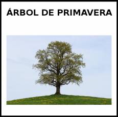 ÁRBOL DE PRIMAVERA - Foto