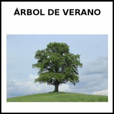 ÁRBOL DE VERANO - Foto