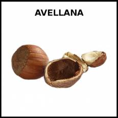 AVELLANA - Foto