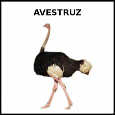 AVESTRUZ - Foto