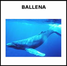 BALLENA - Foto
