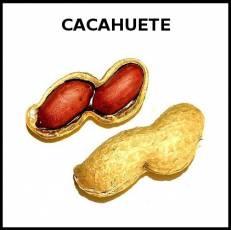 CACAHUETE - Foto