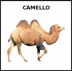 CAMELLO - Foto