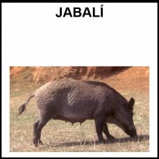 JABALÍ - Foto