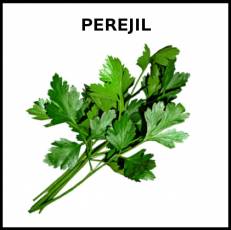 PEREJIL - Foto