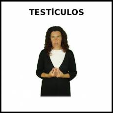 TESTÍCULOS - Signo