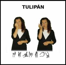 TULIPÁN - Signo