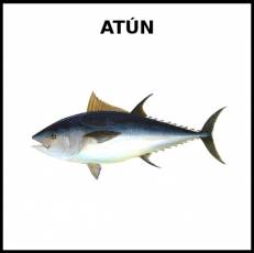 ATÚN (ANIMAL) - Foto
