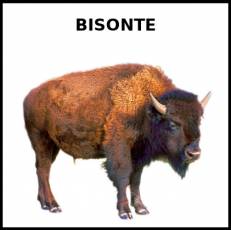 BISONTE - Foto
