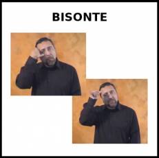 BISONTE - Signo