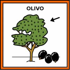 OLIVO - Pictograma (color)
