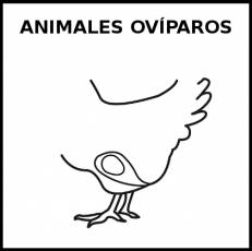 ANIMALES OVÍPAROS - Pictograma (blanco y negro)
