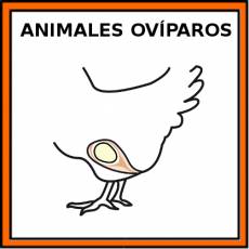 ANIMALES OVÍPAROS - Pictograma (color)