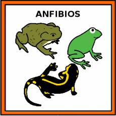 ANFIBIOS - Pictograma (color)
