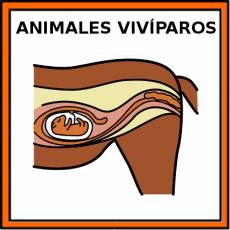 ANIMALES VIVÍPAROS - Pictograma (color)