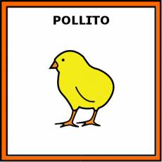 POLLITO - Pictograma (color)