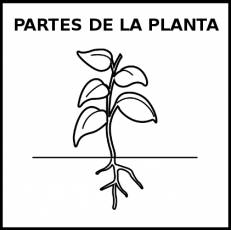PARTES DE LA PLANTA - Pictograma (blanco y negro)