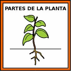 PARTES DE LA PLANTA - Pictograma (color)