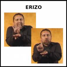 ERIZO - Signo